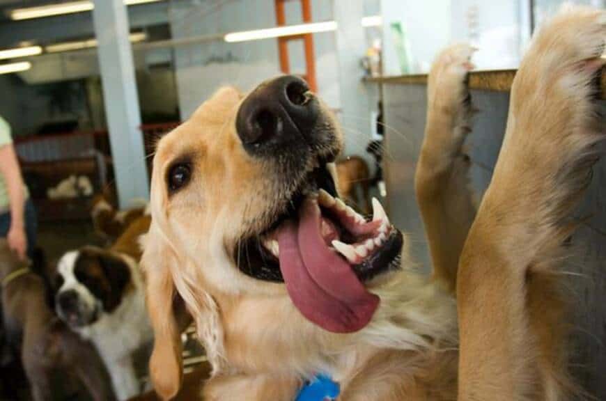 perros