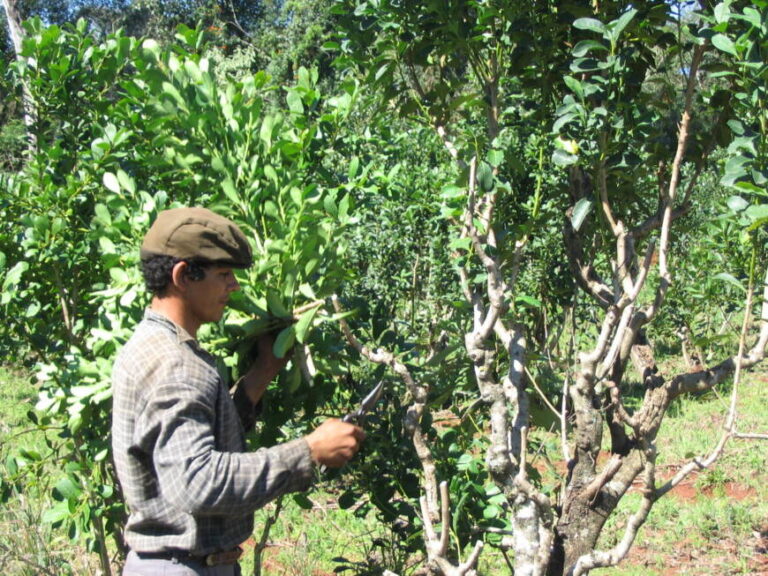 La provincia sumó 10 mil hectáreas de plantaciones de yerba mate