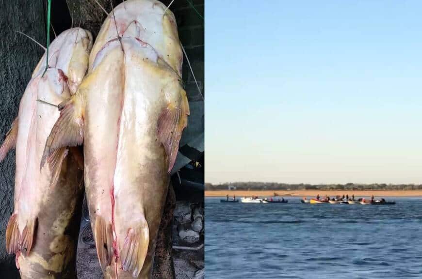 Manguruyú, el nuevo blanco de la depredación en el Paraná que se seca