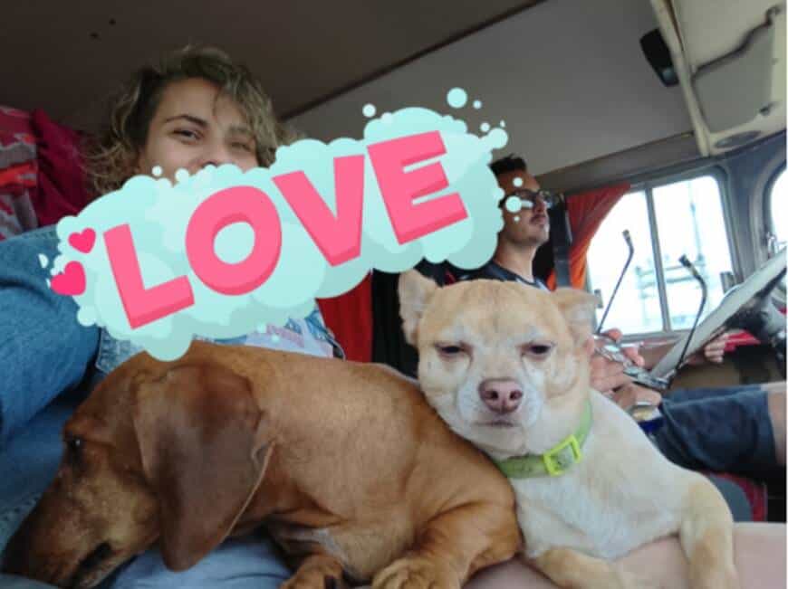 Convirtieron un colectivo en motorhome para viajar por Argentina junto a sus 4 mascotas