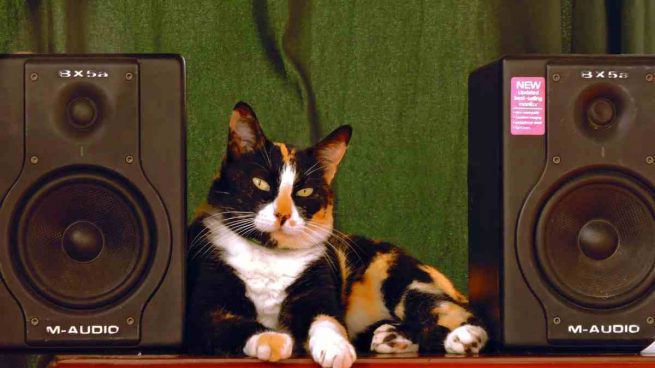 España: alertaron a la policía por una fiesta clandestina y encontraron a un gato “escuchando” música