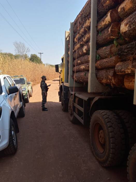 Secuestraron un camión con rollos de madera robados de una zona rural de Caraguatay 1 2 - madera robada 2 - 1