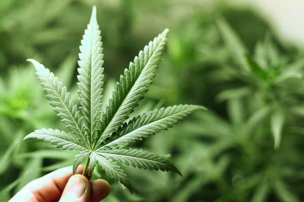 "En algún momento hay que abrir el debate sobre la legalización de la marihuana", dijo Fernández
