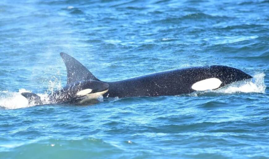 Avistaron una orca recién nacida por primera vez en Río Negro