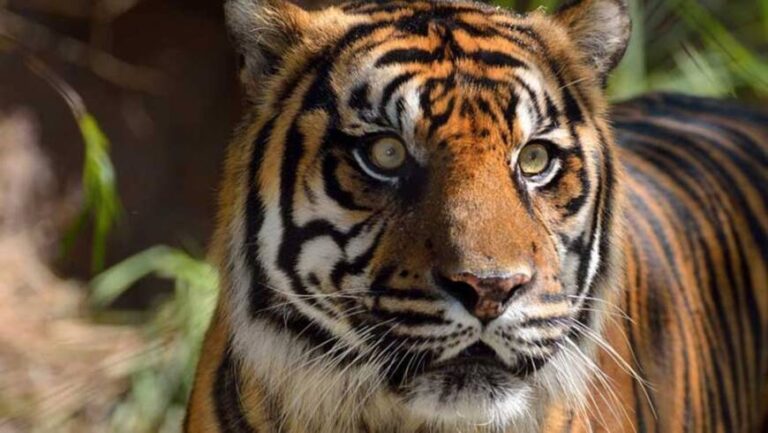 Indonesia: dos tigres de Sumatra se contagiaron coronavirus en un zoológico