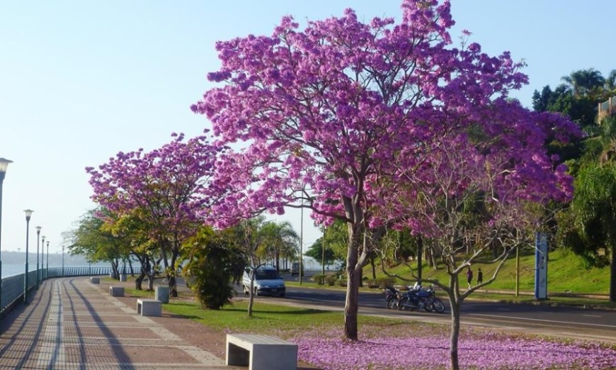 El invierno se despide y en Misiones se mantienen las temperaturas primaverales