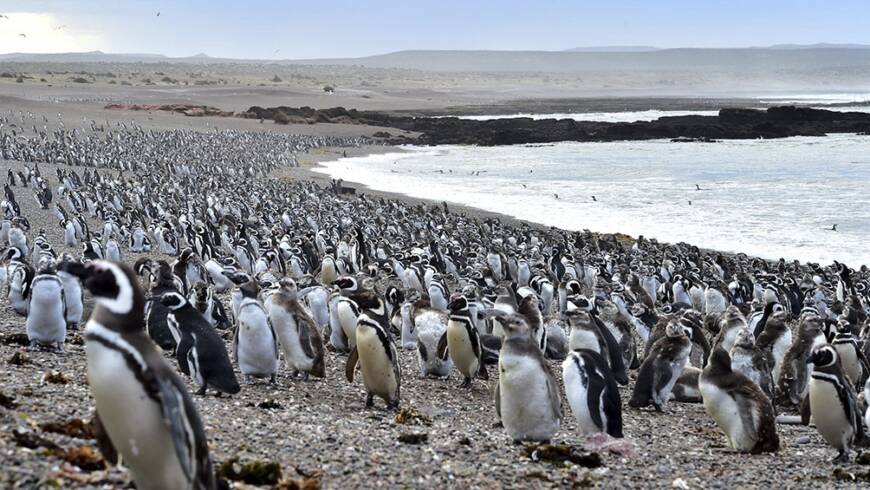 Chubut: con la llegada de los primeros pingüinos, se abrió al turismo la reserva de Punta Tombo