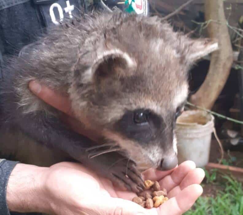 Rescataron y resguardaron a dos animales silvestres en Posadas y Caraguatay 2 4 - Resguardo de animales 2 - 3