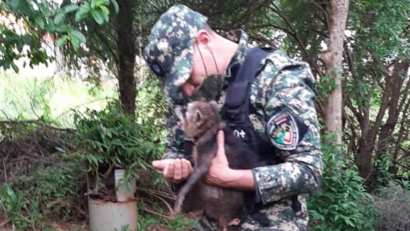 Rescataron y resguardaron a dos animales silvestres en Posadas y Caraguatay