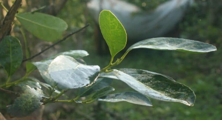 Yerba mate: no hubo acuerdo en la sesión por precios y el costo lo volverá a resolver Nación