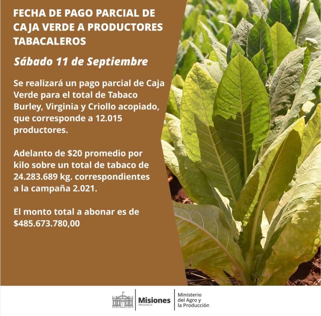 Este sábado pagan más de $485 millones a unos 12 mil productores tabacaleros misioneros