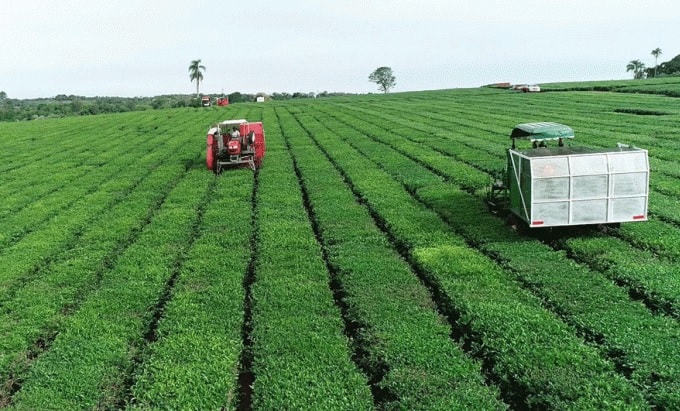 Misiones, protagonista en el inicio de la cosecha de té en Argentina
