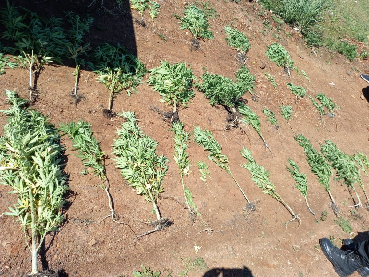 Posadas: hallaron más de 60 plantines de marihuana en una huerta