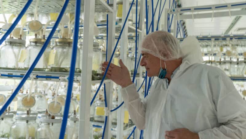 Cannabis medicinal: Biofábrica producirá vitroplantas clonales para garantizar la genética 1 2 - Cannabis 3 - 1