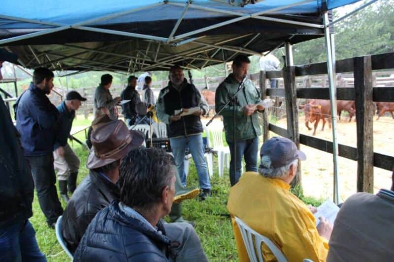 Remataron más de 300 cabezas de ganado bovino y bubalino en 25 de Mayo 1 2 - cabezas de ganado 1 - 1
