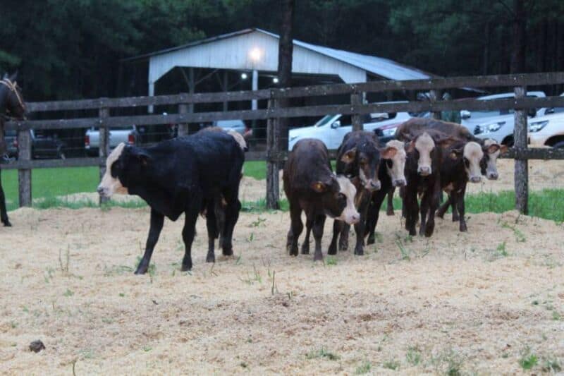 Remataron más de 300 cabezas de ganado bovino y bubalino en 25 de Mayo 2 4 - cabezas de ganado 3 - 3