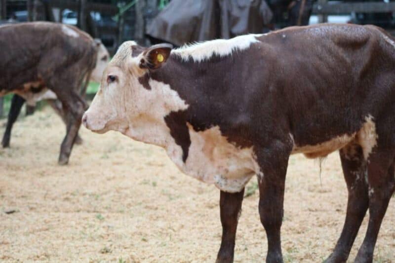 Remataron más de 300 cabezas de ganado bovino y bubalino en 25 de Mayo 3 6 - cabezas de ganado 4 - 5