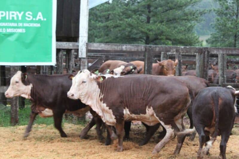 Remataron más de 300 cabezas de ganado bovino y bubalino en 25 de Mayo 4 8 - cabezas de ganado 5 - 7