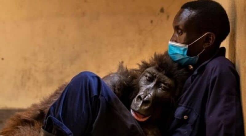 La imagen que conmueve al mundo: un gorila agonizó en los brazos de su cuidador