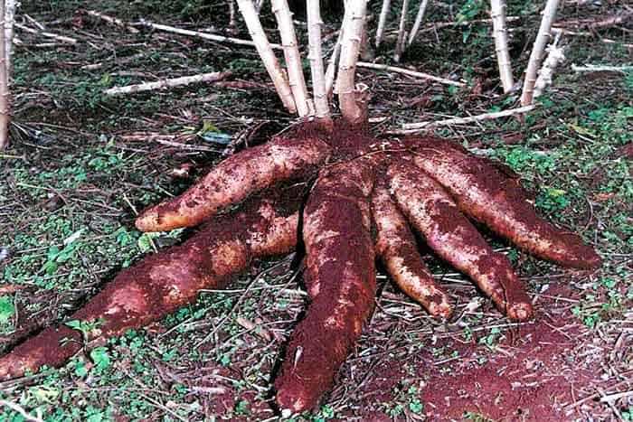 Lanzaron concurso para fomentar el consumo de mandioca en Misiones