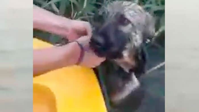 Salvaron a un perrito de morir ahogado en el río Paraná