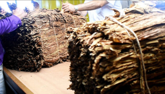 Hoy pagan más de $444 millones a productores tabacaleros de la provincia