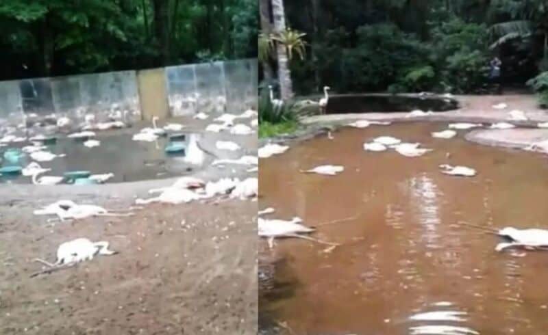 Yaguaretés atacaron y mataron flamencos en el Parque de las Aves