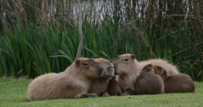 Desplazaron a funcionario de su cargo por autorizar la caza de carpinchos en Corrientes