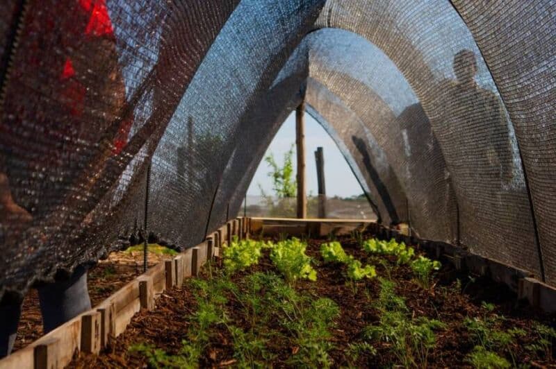 Posadas: cosecharon una nueva tanda de verduras en la huerta del Centro Verde 4 8 - Centro Verde 1 - 7