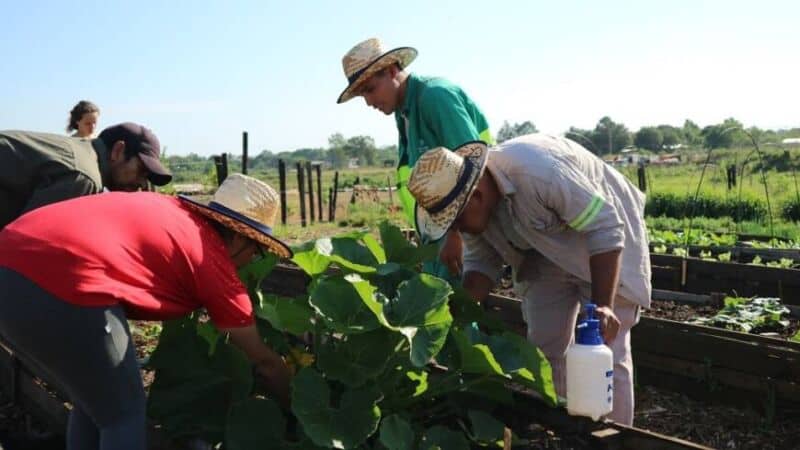 Posadas: cosecharon una nueva tanda de verduras en la huerta del Centro Verde 2 4 - Centro Verde 3 - 3