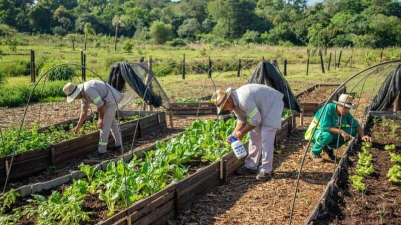 Posadas: cosecharon una nueva tanda de verduras en la huerta del Centro Verde 3 6 - Centro Verde 5 - 5
