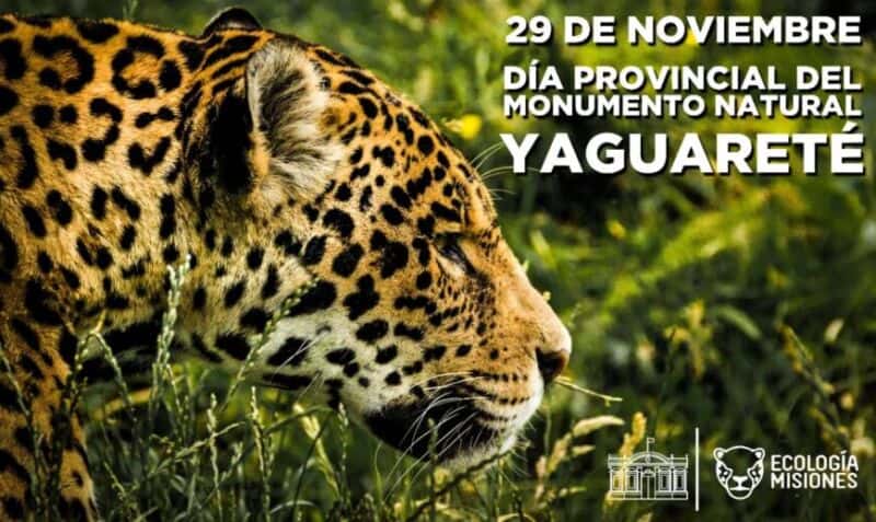 Hoy se celebra el Día Provincial del Yaguareté