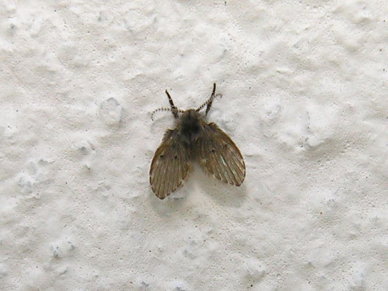 Por qué no es recomendable matar a las mosquitas del baño