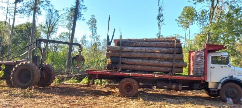 Cuatro personas terminaron detenidas en Colonia Delicia luego de desmontar un lote de pinos