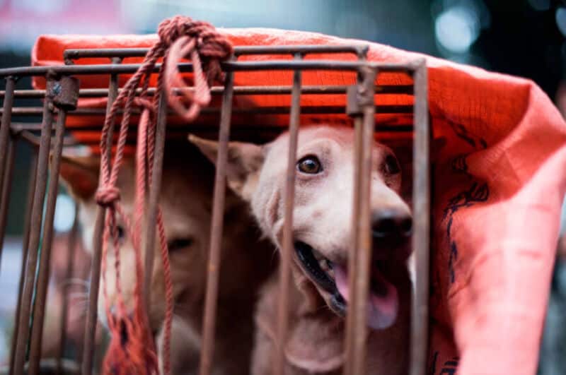Corea del Sur analiza la prohibición del consumo de carne de perro