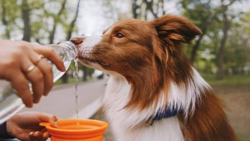Golpes de calor en las mascotas: ¿cómo prevenirlos?