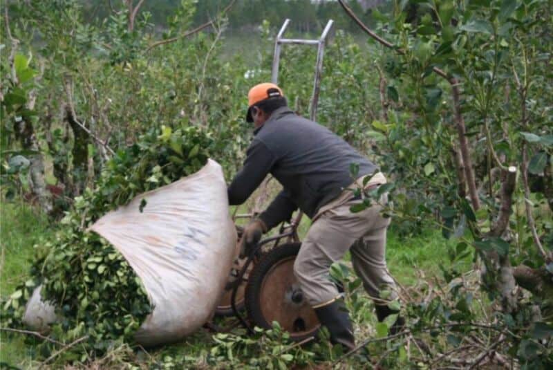 Misiones proyecta crear un organismo provincial para regular la yerba mate