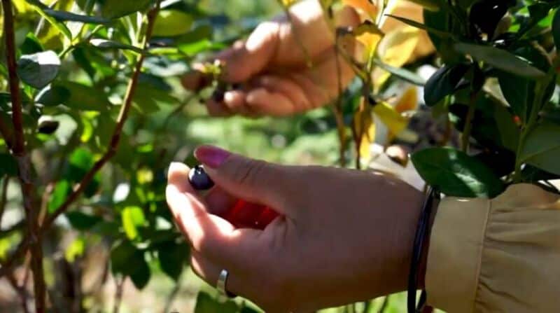 Arándano, el fruto emblema de San Pedro que llega a otras localidades misioneras para abastecer su demanda