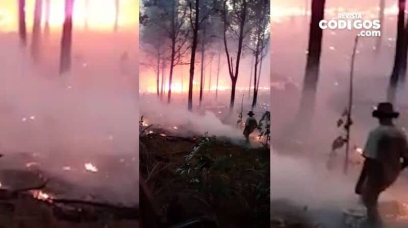 Video: mirá las imágenes de los incendios en el Norte de Misiones