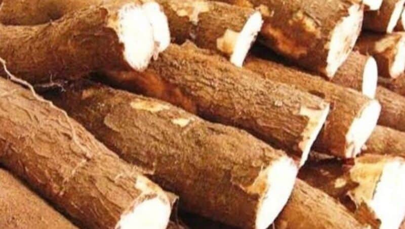 Con el 80% de la producción nacional, Misiones es la principal productora de mandioca en Argentina