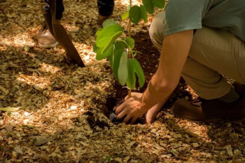 “Posadas se planta”, el nuevo programa de forestación participativa del arbolado urbano