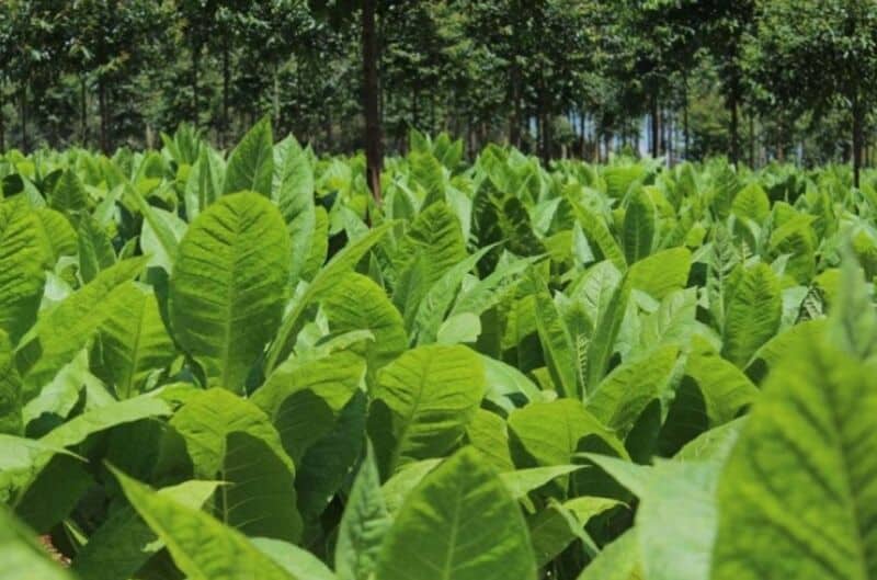 Habilitarán desde este viernes la convocatoria para el registro y censo tabacalero en Misiones