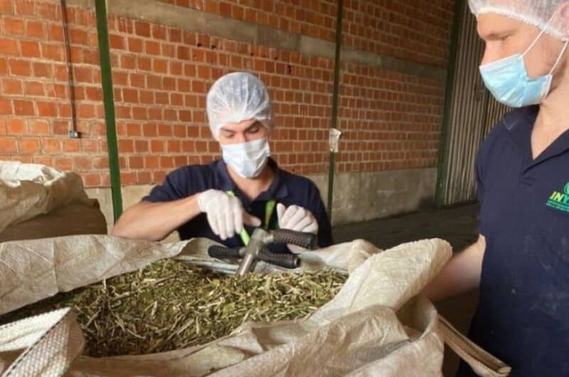 Yerba mate: secaderos prohíben desde hoy palos mayor a 12 centímetros