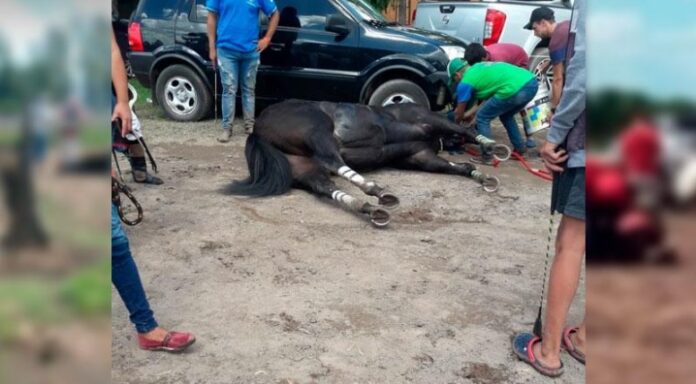 Polémica por la muerte de dos caballos en la copa Challenger en Córdoba