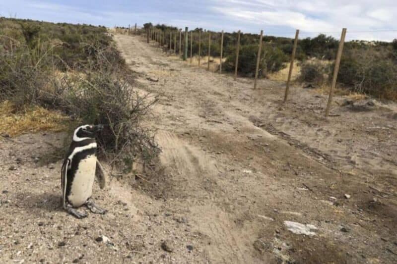 Matanza de pingüinos en Chubut: Nación denunciará al responsable de aplastarlos y electrocutarlos