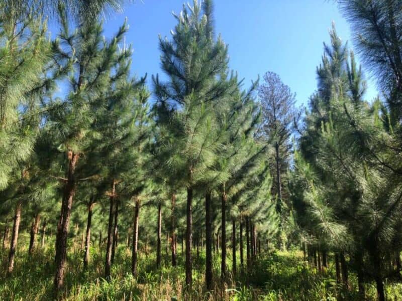 Presentaron una nueva variedad de pino híbrido desarrollado en Misiones