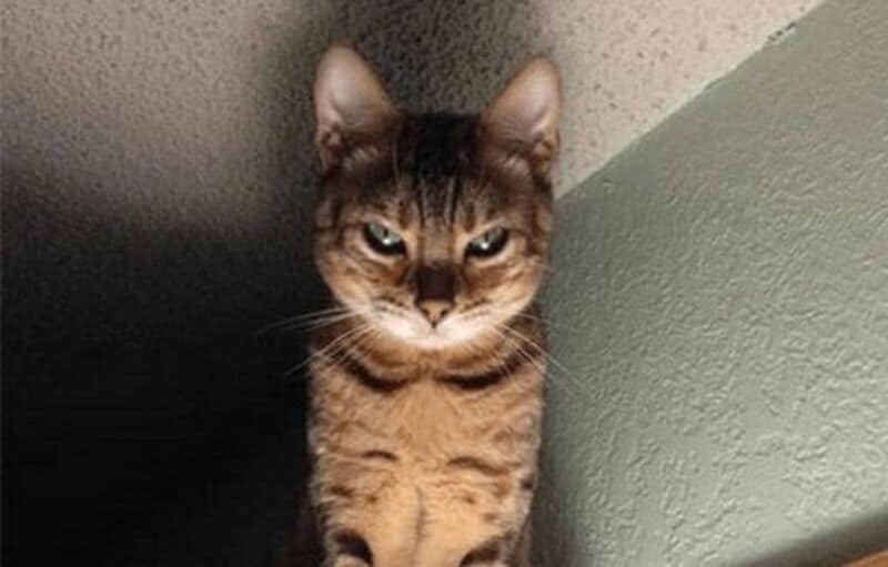 Científicos desarrollaron un cuestionario para identificar si su gato es un psicópata