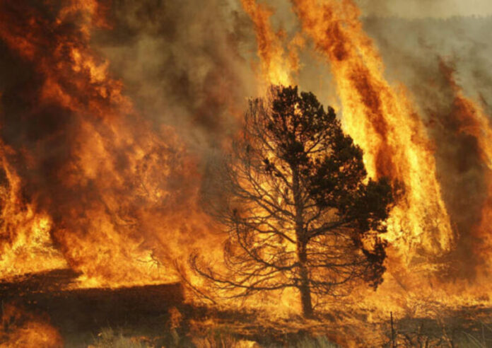 Alerta por los incendios: declaran la emergencia ígnea en todo el país