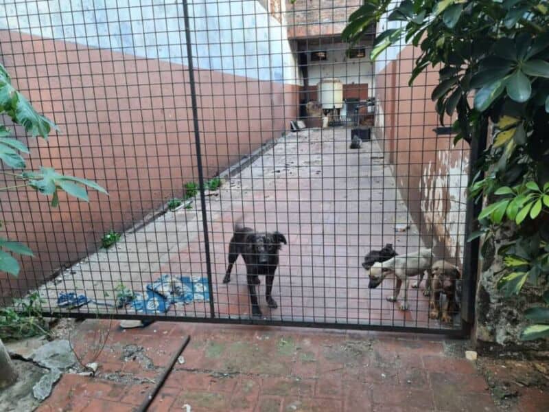 Maltrato animal en Posadas: allanaron una casa y notificaron judicialmente a los dueños por el mal estado de sus perros