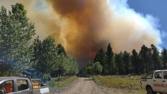 Neuquén: cayó un rayo y provocó un incendio que destruyó 1.300 hectáreas de bosque